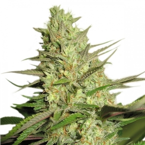 Special Queen #1 cannabis seeds – Tall (140cm plus) – The End of September – Uplifting – image 2 from Seed City