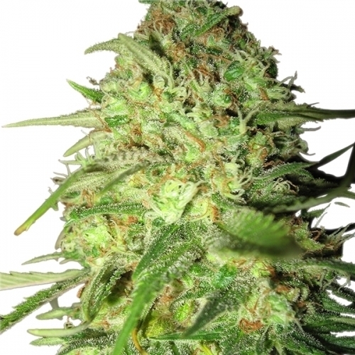 Special Queen #1 cannabis – image 3 – Seed City