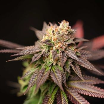 Image 3 of Spritz cannabis by Perfect Tree Seeds – Fuel – 12/12 Photoperiod – Indoor-friendly – Seed City