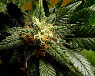 Star Gazer cannabis seeds – Regular – Indica-heavy – Minty – image 2 from Seed City