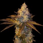 Stracciatella cannabis seeds – Vanilla – Tall (140cm plus) – 12/12 Photoperiod – image 2 from Seed City