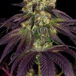 Image 5 of Stracciatella cannabis by TH Seeds – Vanilla – Good for outdoor grow – Guaranteed female plants – Seed City