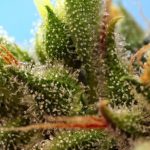 Strawberry Banana Gelato XL Auto from Sweet Seeds