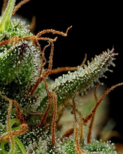 Strawberry Cheesecake Autoflower cannabis seeds – Indica Dominant – Female seeds – Uplifting – image 2 from Seed City