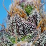 Image 2 of Strawberry Cola Sherbet F1 Fast Version cannabis by Sweet Seeds – Feminized – Seed City