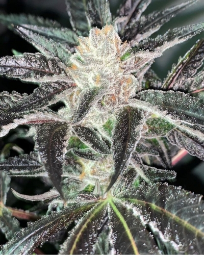 Strawberry Diesel Cookies by Oni Seed Co – Outdoor cultivation – Spicy – 12/12 Photoperiod – image 2 – Seed City