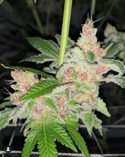 Strawberry Diesel Cookies from Oni Seed Co