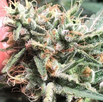 Strawberry Diesel Cookies cannabis seeds – 12/12 Photoperiod – Outdoor cultivation – Regular – image 4 from Seed City