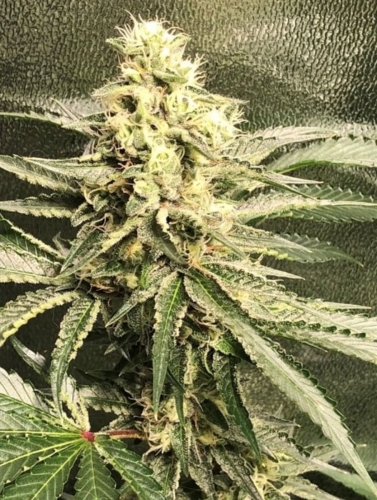 Strawberry Diesel Cookies from Oni Seed Co