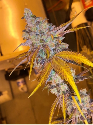 showing Spicy – Regular – Outdoor cultivation – image 5 – Seed City