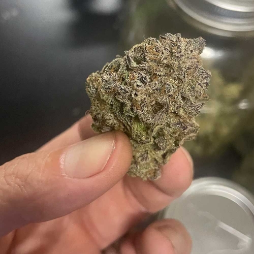 Strawberry Milk and Qookies Remix Auto cannabis seeds – Sweet – Auto-Flowering – Mostly Sativa – image 2 from Seed City