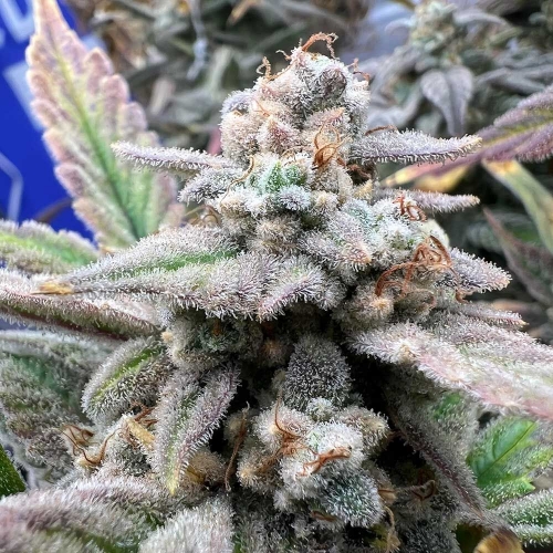 Strawberry Milk and Qookies Remix Auto by Night Owl Seeds – Auto-Flowering – Sweet – Mostly Sativa – image 5 – Seed City