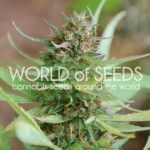 Strawberry Blue from World of Seeds