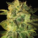 Indica-heavy – Feminized – Indoor-friendly – Sugar Mango Ryder strain – image 2 – from World of Seeds via Seed City