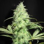 Sunday Gravy from Ultra Genetics