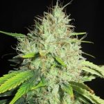 showing Mostly Indica – Sweet – High Yielding – image 1 – Seed City