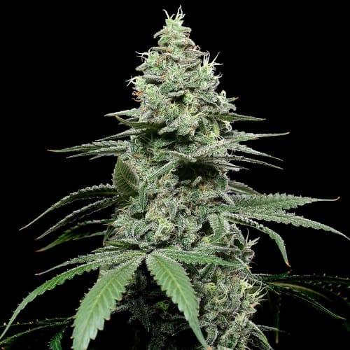 Image 2 of Sunset Pie cannabis by Cookies Seed Bank – Female seeds – Indoor – 12/12 Photoperiod – Seed City