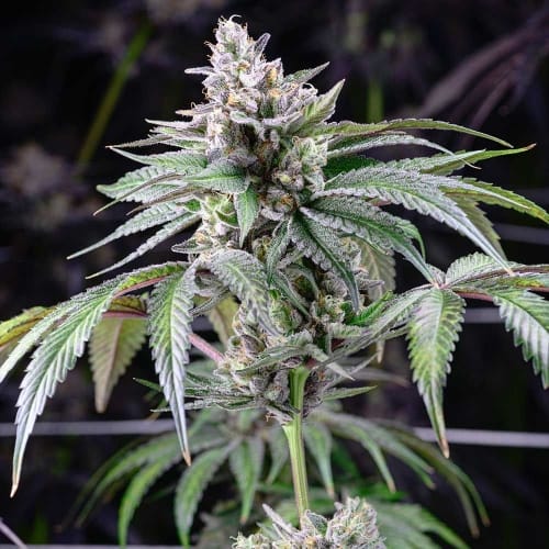 Sunsetz cannabis seeds – Indoor – Sweet – 12/12 Photoperiod – image 2 from Seed City