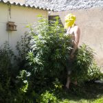 Super Cali-Haze from Short Stuff Seeds