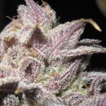 Super Silver Mandarin by Ultra Genetics – 12/12 Photoperiod – Citrus – Female seeds – image 2 – Seed City