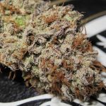 showing 12/12 Photoperiod – Citrus – Female seeds – image 3 – Seed City