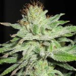 Female seeds – Citrus – Outdoor cultivation – Super Silver Mandarin strain – image 4 – from Ultra Genetics via Seed City