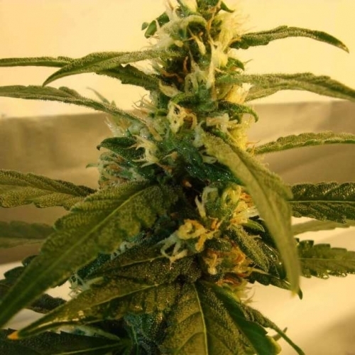 showing Earthy – Outdoor cultivation – Regular – image 1 – Seed City