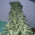 showing Outdoor – Short (up to 80cm) – Mostly Sativa – image 1 – Seed City