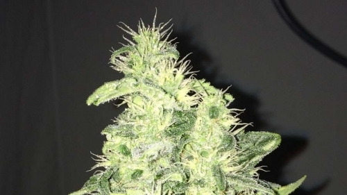 Supreme CBD Kush cannabis seeds – General Pain – 12/12 Photoperiod – Guaranteed female plants – image 2 from Seed City