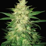 Columbian Gold Ryder by World of Seeds – Large yield – Indica Dominant – Female seeds – image 2 – Seed City