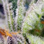 Sweet Mandarine Zkittlez F1 Fast Version cannabis seeds – Guaranteed female plants – image 2 from Seed City