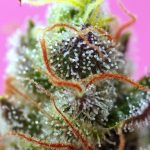 Sweet Mimosa XL Auto by Sweet Seeds – Tall (140cm plus) – Citrus – Auto-Flowering – image 2 – Seed City