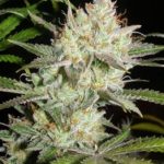 Sweet Tea by Subcools The Dank – Outdoor cultivation – Sweet – Regular – image 2 – Seed City