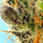 showing Outdoor – Happy – 12/12 Photoperiod – image 1 – Seed City