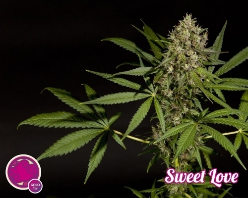 Indoor – 12/12 Photoperiod – 50% Indica/50% Sativa – SweetLove strain – image 5 – from Philosopher Seeds via Seed City