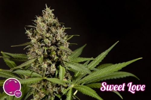 Image 4 of SweetLove cannabis by Philosopher Seeds – Female seeds – Sweet – Relaxing – Seed City