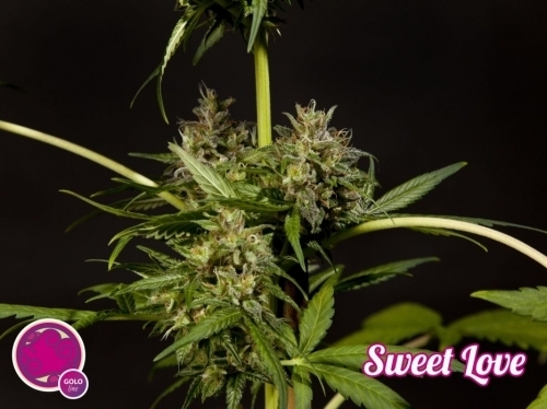 12/12 Photoperiod – Relaxing – Middle of October – SweetLove strain – image 3 – from Philosopher Seeds via Seed City