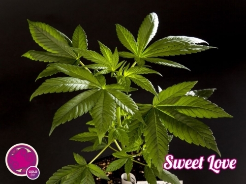 showing Indoor – 12/12 Photoperiod – Relaxing – image 2 – Seed City