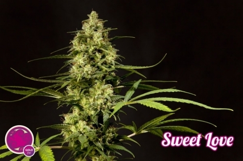 SweetLove from Philosopher Seeds