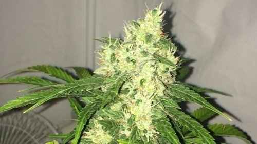 showing Guaranteed female plants – Fruity – Mostly Sativa – image 1 – Seed City
