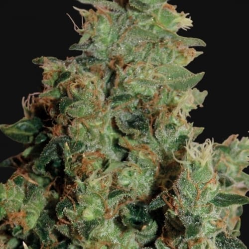 Tangerine Dream by Barneys Farm Seeds – Indoor-friendly – Beginning of October – Feminized – image 2 – Seed City