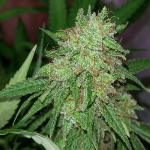 Tangerine Dream cannabis seeds – Relaxing – Berry – 12/12 Photoperiod – image 3 from Seed City