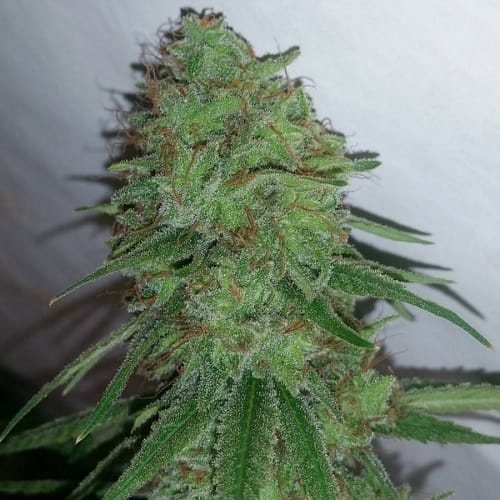 Tangerine Dream cannabis seeds – Berry – Feminized – Super Strength – image 4 from Seed City