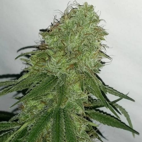 Tangerine Dream from Barneys Farm Seeds