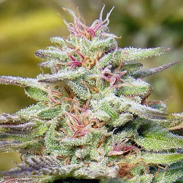 THC Pro by Big Head Seeds – Anxiety – 50% Indica/50% Sativa – The End of September – image 2 – Seed City