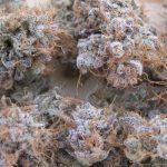 showing Female seeds – 12/12 Photoperiod – Mostly Sativa – image 1 – Seed City