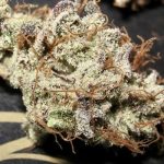 Titty Twister cannabis seeds – 12/12 Photoperiod – Sweet – Female seeds – image 3 from Seed City