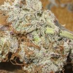 Titty Twister from Ultra Genetics