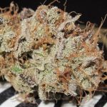 showing 12/12 Photoperiod – Good for outdoor grow – Sweet – image 4 – Seed City