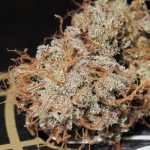 Image 5 of Titty Twister cannabis by Ultra Genetics – Mostly Sativa – 12/12 Photoperiod – Sweet – Seed City